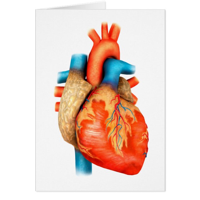 Front View Of Human Heart (Front)
