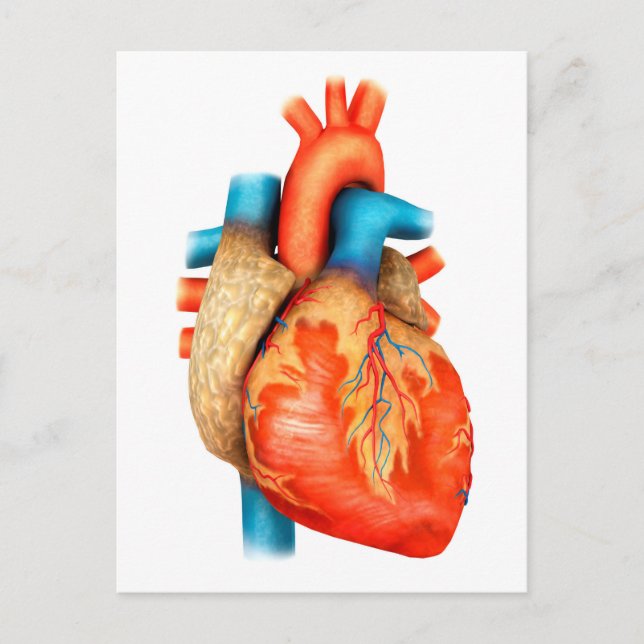 Front View Of Human Heart Postcard (Front)