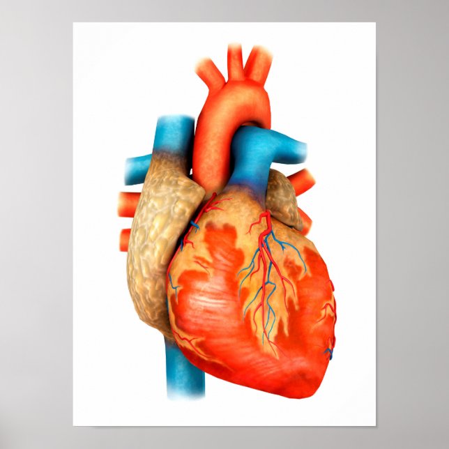 Front View Of Human Heart Poster (Front)