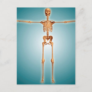 Front View Of Human Skeletal System Postcard