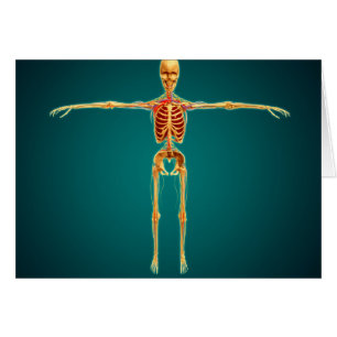 Front View Of Human Skeleton With Nervous