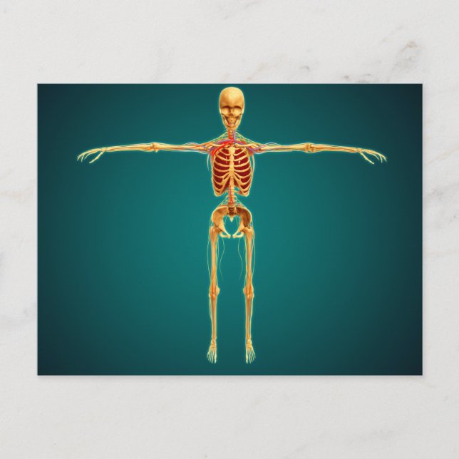 Front View Of Human Skeleton With Nervous Postcard (Front)