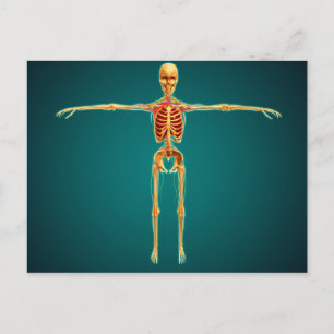 Front View Of Human Skeleton With Nervous Postcard