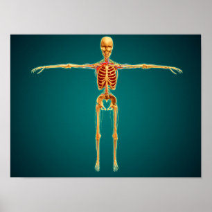 Front View Of Human Skeleton With Nervous Poster
