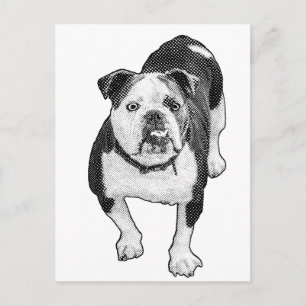 Frontal Pose, Calm Bulldog Note Postcard