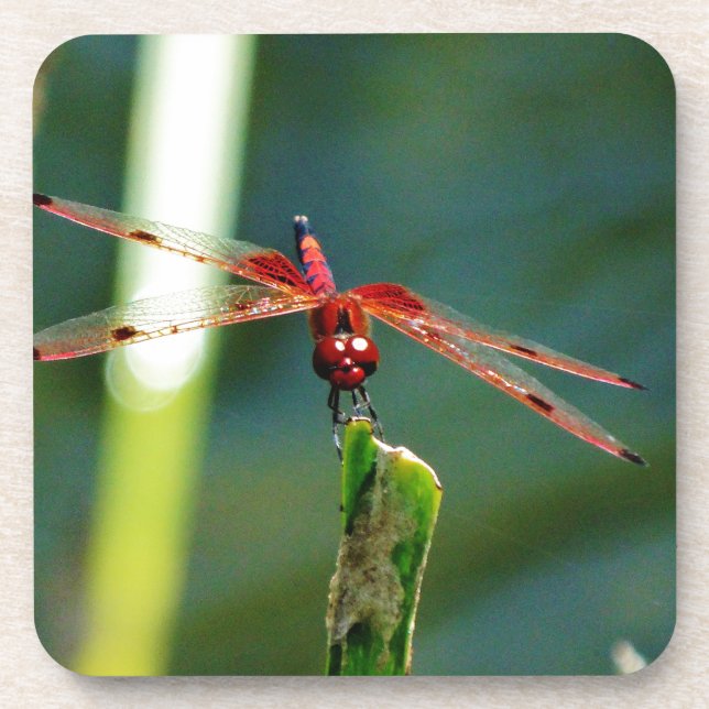 Frontal Red and Black Dragonfly Coaster (Front)