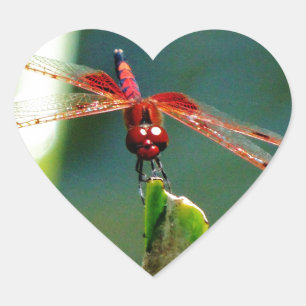 Frontal Red and Black Dragonfly Heart Sticker