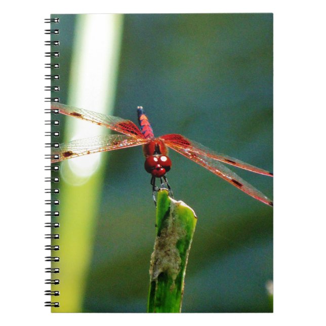 Frontal Red and Black Dragonfly Notebook (Front)