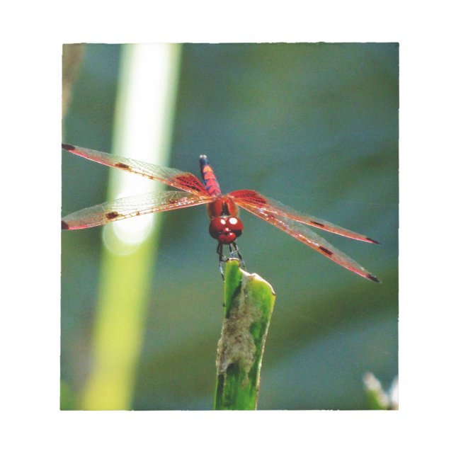 Frontal Red and Black Dragonfly Notepad (Front)