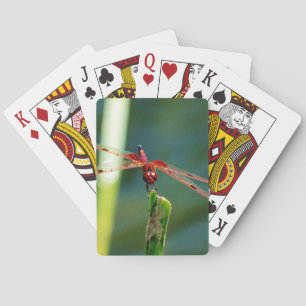 Frontal Red and Black Dragonfly Playing Cards