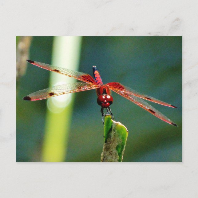 Frontal Red and Black Dragonfly Postcard (Front)