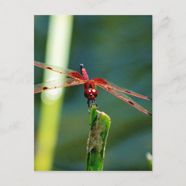 Frontal Red and Black Dragonfly Postcard (Front)