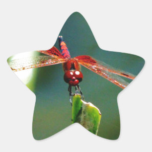 Frontal Red and Black Dragonfly Star Sticker