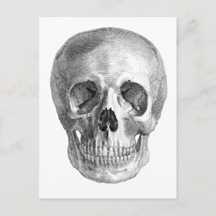 Frontal view drawing of a human skull postcard