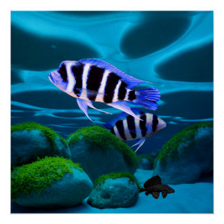 Frontosa Cichlid Plecostomus Aquarium Fish Poster