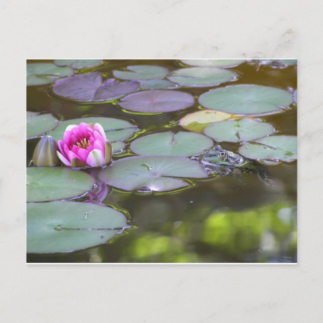 Frosch mit Seerose Postcard (Front)