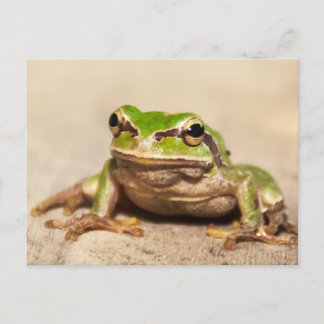 FROSCH POSTCARD