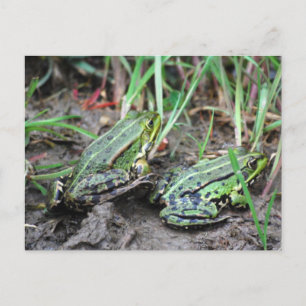 Froschpaar Postcard