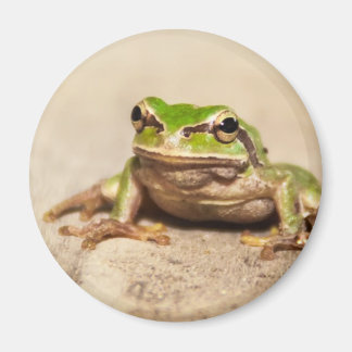 FROSE MAGNET