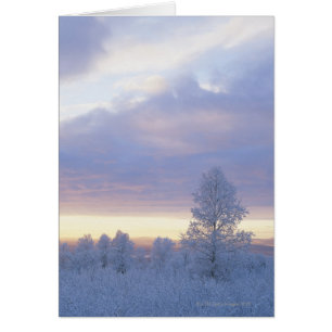Frost-Covered Forest