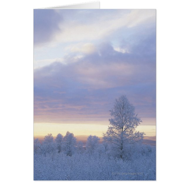 Frost-Covered Forest (Front)