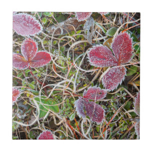 Frost covered leaves, Canada Ceramic Tile