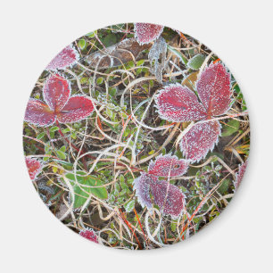 Frost covered leaves, Canada Magnet