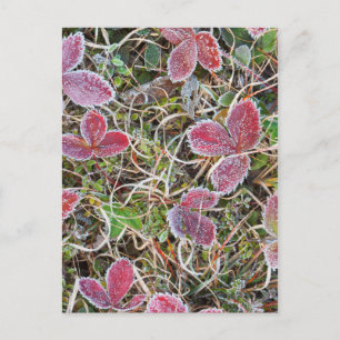 Frost covered leaves, Canada Postcard