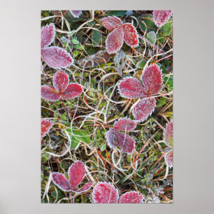 Frost covered leaves, Canada Poster