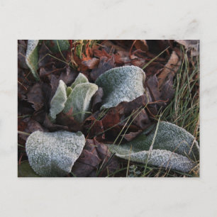 Frost Covered Leaves Postcard