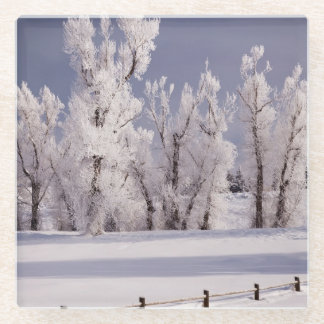 Frost Covered Trees and Fence, Colorado Glass Coaster