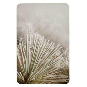 Frost Covered Yucca In Winter Magnet