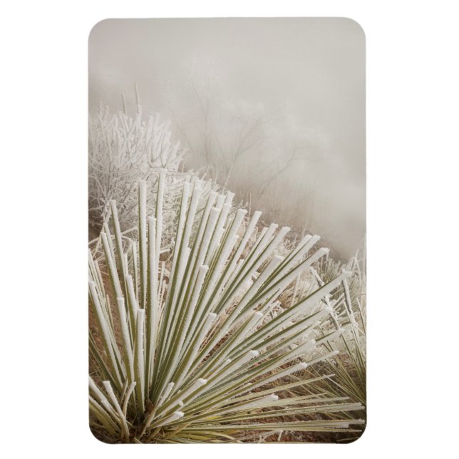 Frost Covered Yucca In Winter Magnet (Vertical)