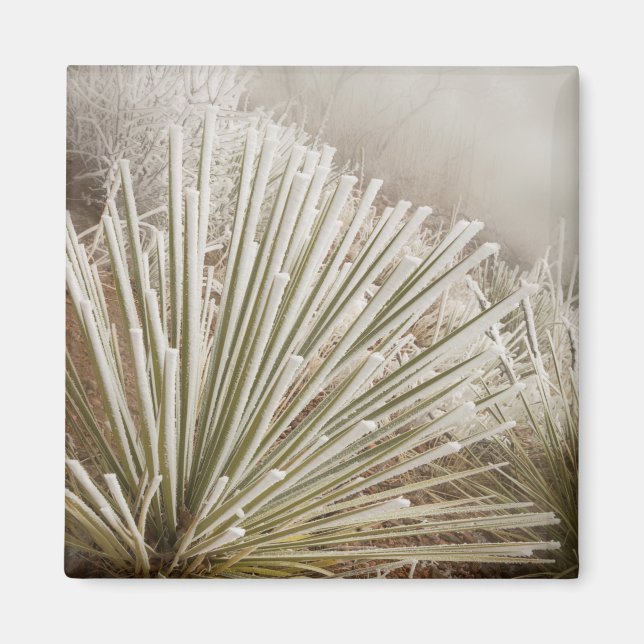 Frost Covered Yucca In Winter Magnet (Front)