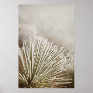 Frost Covered Yucca In Winter Poster