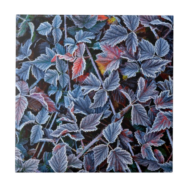 Frost on autumn leaves, Oregon Ceramic Tile (Front)