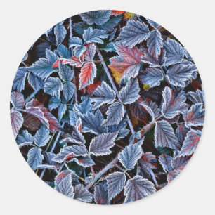 Frost on autumn leaves, Oregon Classic Round Sticker