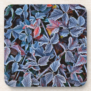 Frost on autumn leaves, Oregon Coaster
