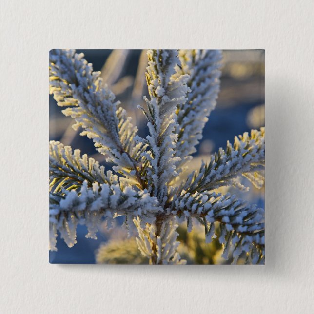 Frost on evergreen tree, Homer, Alaska 15 Cm Square Badge (Front)