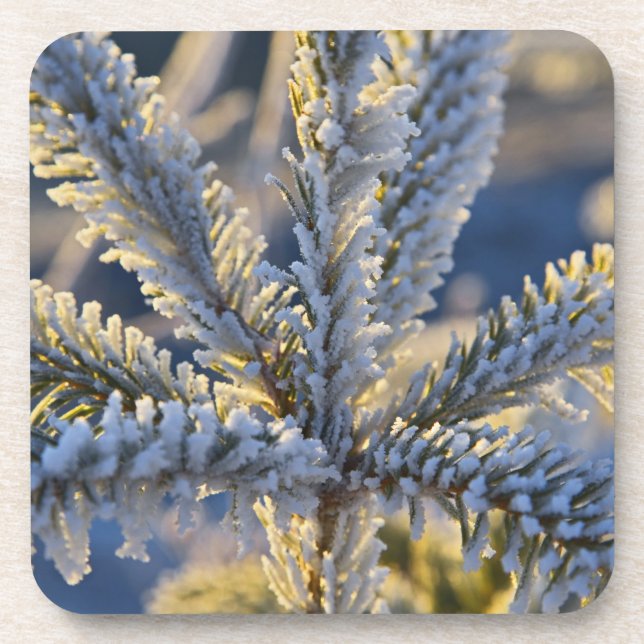 Frost on evergreen tree, Homer, Alaska Coaster (Front)