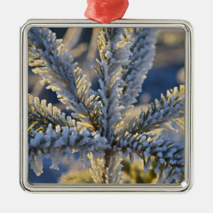 Frost on evergreen tree, Homer, Alaska Metal Tree Decoration