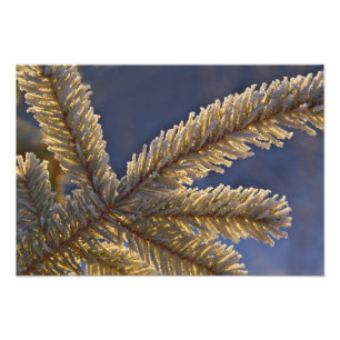 Frost on evergreen tree, Homer, Alaska Photo Print