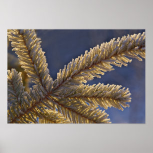 Frost on evergreen tree, Homer, Alaska Poster