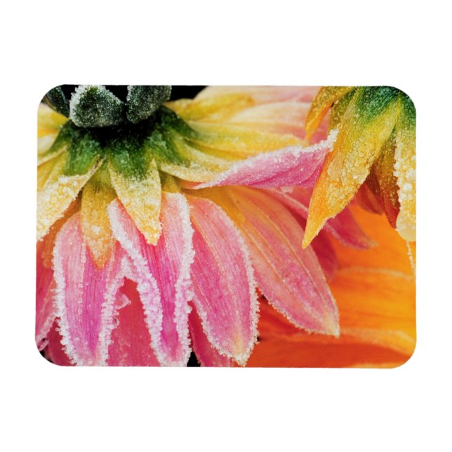 Frost on the last blooms of the fall - Dalhia - Magnet (Horizontal)