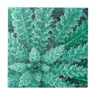 Frost On Thistle, Olympic National Park Ceramic Tile