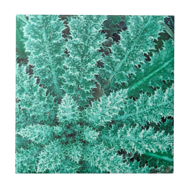 Frost On Thistle, Olympic National Park Ceramic Tile (Front)