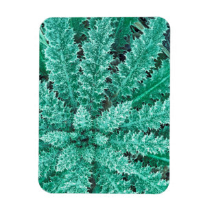 Frost On Thistle, Olympic National Park Magnet