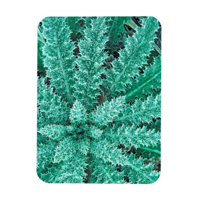 Frost On Thistle, Olympic National Park Magnet (Vertical)