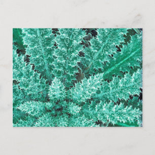 Frost On Thistle, Olympic National Park Postcard