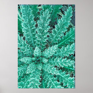 Frost On Thistle, Olympic National Park Poster